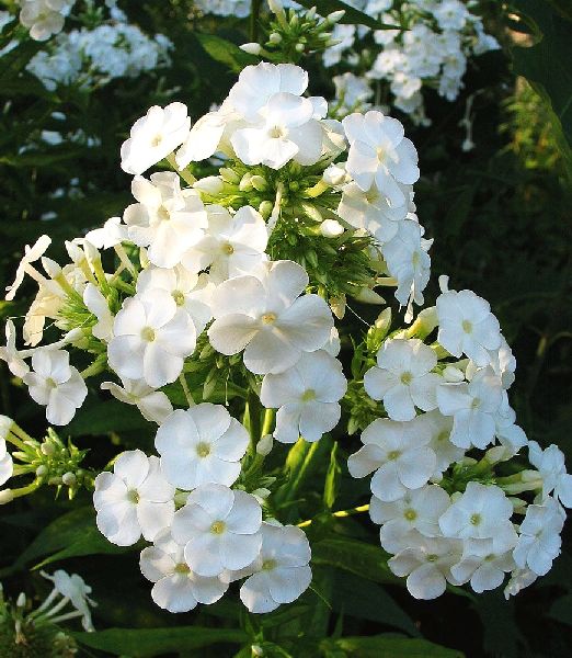 Phlox paniculata 'David'